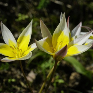 Tulipa tarda